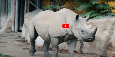 rekonstrukce v zoo